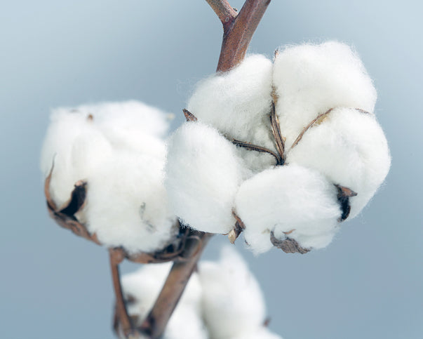 Bawełna organiczna z certyfikatem GOTS (Global Organic Textile Standard)